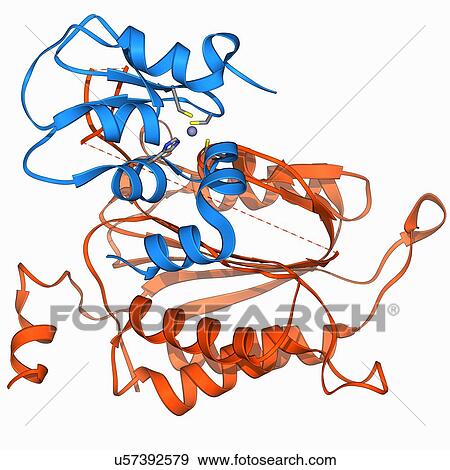 Stock Illustration - Caspase-9 with inhibitor, molecular model. Fotosearch