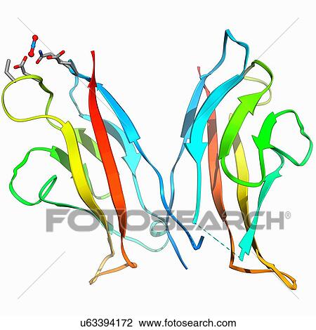 Cell Adhesion Protein Molecule Drawing U63394172 Fotosearch