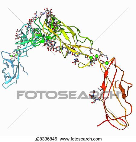 Cell adhesion protein molecule View Large Illustration Stock Illustration - Cell adhesion protein molecule. Fotosearch