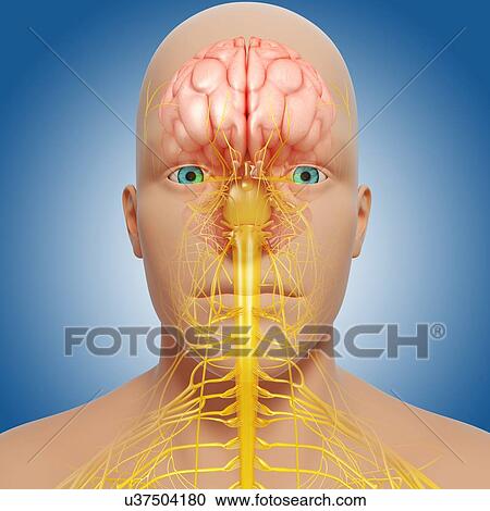 Clipart - Central nervous system, artwork. Fotosearch