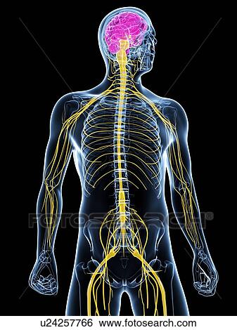 Central nervous system, artwork View Large Illustration Stock Illustration - Central nervous system, artwork. Fotosearch