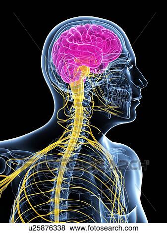 Stock Illustration - Central nervous system, artwork. Fotosearch