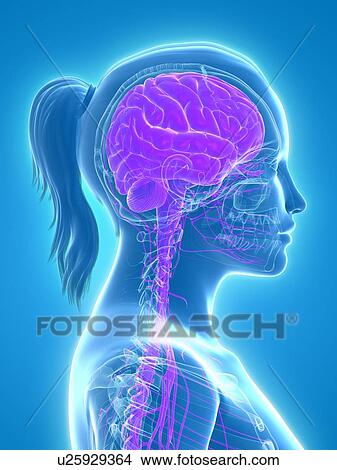 Central nervous system, artwork View Large Illustration Stock Illustration - Central nervous system, artwork. Fotosearch