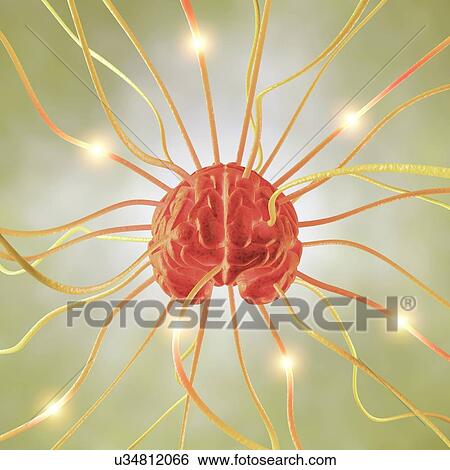 Stock Illustration - Central nervous system, artwork. Fotosearch