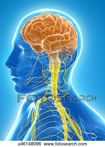 Stock Illustration - Central nervous system, artwork. Fotosearch