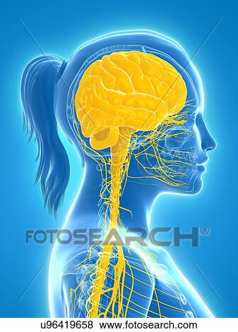 Stock Illustration - Central nervous system, artwork. Fotosearch
