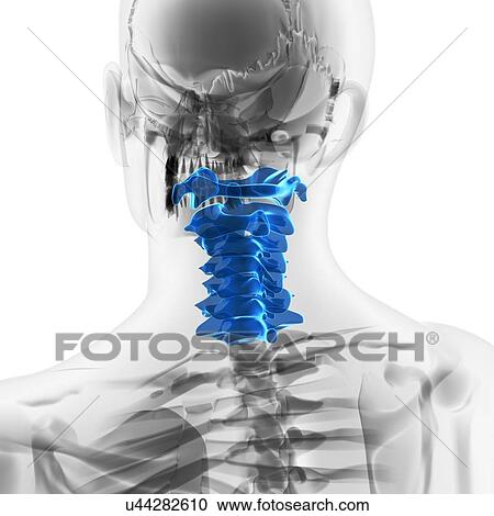Cervical spine, artwork View Large Illustration Clipart - Cervical spine, artwork. Fotosearch