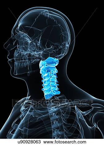 Cervical spine, artwork View Large Illustration Drawing - Cervical spine, artwork. Fotosearch