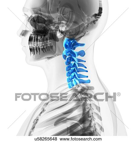 Cervical spine, artwork View Large Illustration Stock Illustration - Cervical spine, artwork. Fotosearch