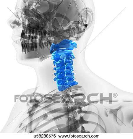 Cervical spine, artwork View Large Illustration Stock Illustration - Cervical spine, artwork. Fotosearch
