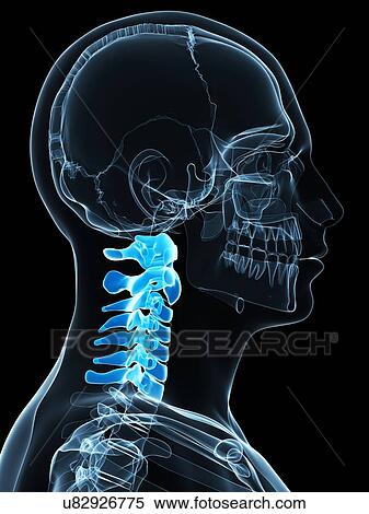 Cervical spine, artwork View Large Illustration Stock Illustration - Cervical spine, artwork. Fotosearch