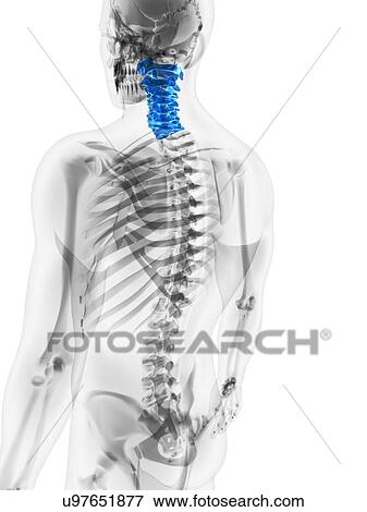 Stock Illustration - Cervical spine, artwork. Fotosearch