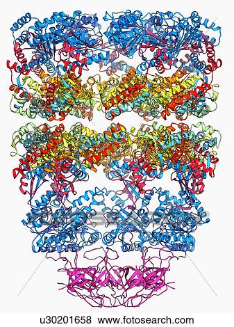 Chaperonin protein complex View Large Illustration Stock Illustration - Chaperonin protein complex. Fotosearch