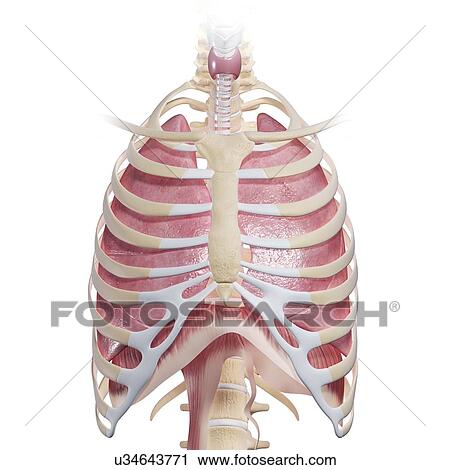 Clip Art - Chest anatomy, artwork. Fotosearch