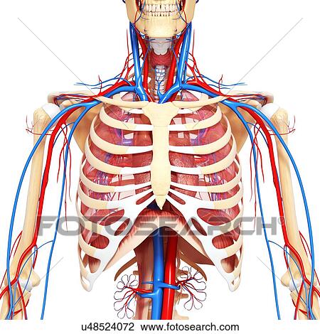Chest anatomy, artwork Drawing | u48524072 | Fotosearch