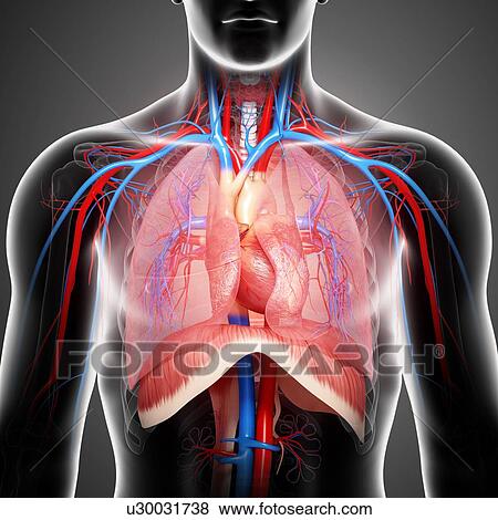 Chest anatomy, artwork View Large Illustration Stock Illustration - Chest anatomy, artwork. Fotosearch