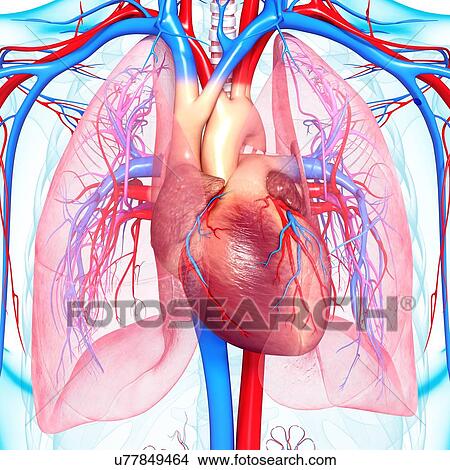 Chest anatomy, artwork View Large Illustration Stock Illustration - Chest anatomy, artwork. Fotosearch