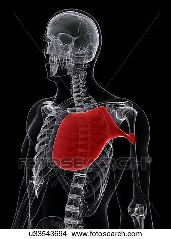 Chest muscle, artwork View Large Illustration Stock Illustration - Chest muscle, artwork. Fotosearch