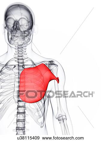 Chest muscle, artwork View Large Illustration Stock Illustration - Chest muscle, artwork. Fotosearch
