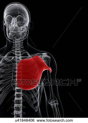 Chest muscle, artwork View Large Illustration Stock Illustration - Chest muscle, artwork. Fotosearch