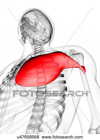Chest muscle, artwork View Large Illustration Stock Illustration - Chest muscle, artwork. Fotosearch