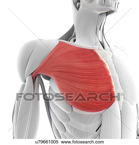 Chest muscle, artwork View Large Illustration Stock Illustration - Chest muscle, artwork. Fotosearch