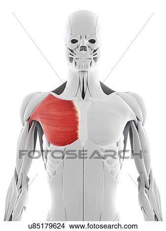 Chest muscle, artwork View Large Illustration Stock Illustration - Chest muscle, artwork. Fotosearch