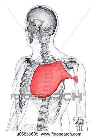 Chest muscle, artwork View Large Illustration Stock Illustration - Chest muscle, artwork. Fotosearch
