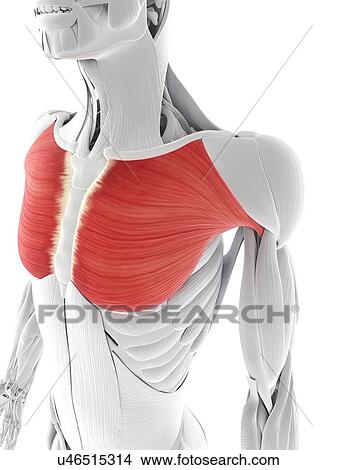 Chest muscles, artwork View Large Illustration Stock Illustration - Chest muscles, artwork. Fotosearch