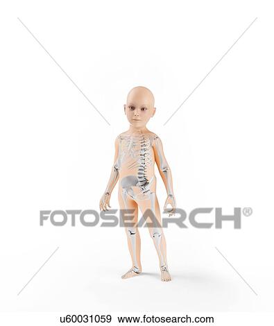 Child skeleton, artwork View Large Illustration Stock Illustration - Child skeleton, artwork. Fotosearch