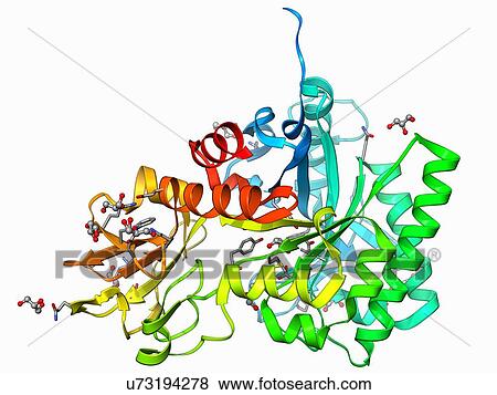 Stock Illustration - Chitinase enzyme molecule. Fotosearch