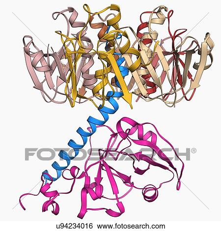 Cholera toxin molecule View Large Illustration Stock Illustration - Cholera toxin molecule. Fotosearch