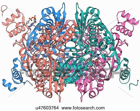 Cholesterol producing enzyme and statin View Large Illustration Stock Illustration - Cholesterol producing enzyme and statin. Fotosearch