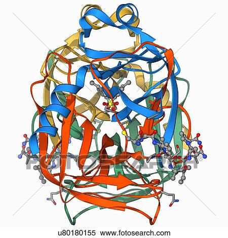 Stock Illustration - Chymotrypsin digestive enzyme molecule. Fotosearch