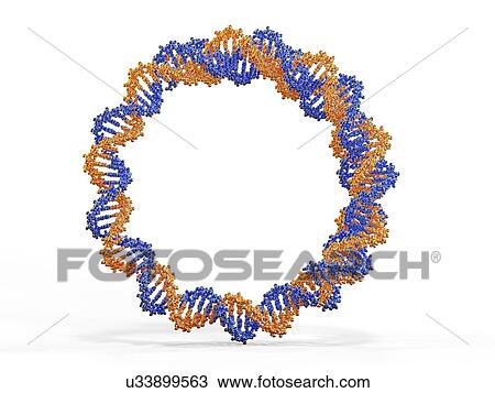 Circular DNA molecule, artwork View Large Illustration Drawing - Circular DNA molecule, artwork. Fotosearch