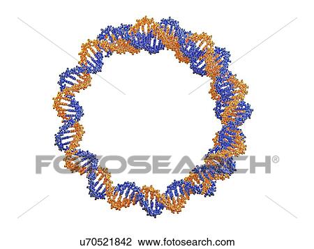 Drawing - Circular DNA molecule, artwork. Fotosearch