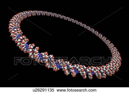 Circular DNA molecule, artwork View Large Illustration Stock Illustration - Circular DNA molecule, artwork. Fotosearch