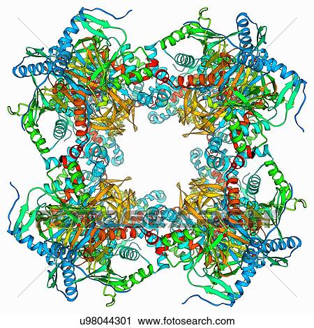 Clip Art - Citrate acid cycle enzyme. Fotosearch