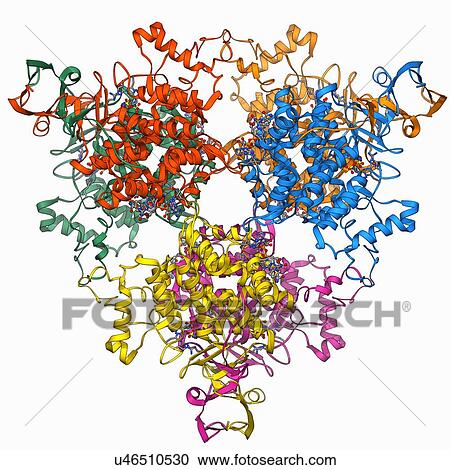 Clipart - Citrate synthase molecule. Fotosearch