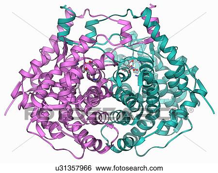 Citrate synthase molecule View Large Illustration Stock Illustration - Citrate synthase molecule. Fotosearch