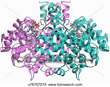 Citrate synthase molecule View Large Illustration Stock Illustration - Citrate synthase molecule. Fotosearch