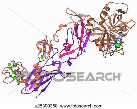 Stock Illustration - Coagulation factor complex molecule. Fotosearch