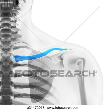 Collar bones, artwork View Large Illustration Stock Illustration - Collar bones, artwork. Fotosearch