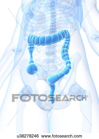 Stock Illustration - Colonic spasm, artwork. Fotosearch