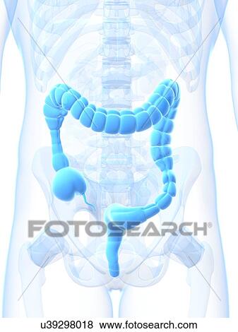Colonic spasm, artwork View Large Illustration Stock Illustration - Colonic spasm, artwork. Fotosearch