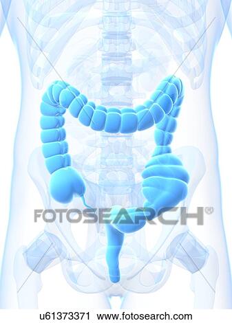 Clip Art - Constipated colon, artwork. Fotosearch
