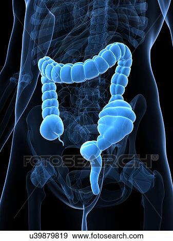Stock Illustration - Constipated colon, artwork. Fotosearch