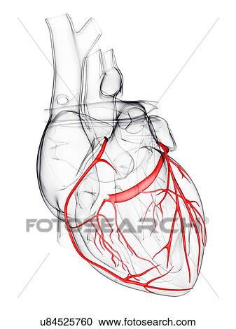 Clipart - Coronary arteries, artwork. Fotosearch