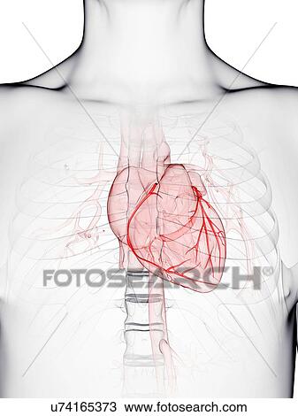 Drawing - Coronary arteries, artwork. Fotosearch
