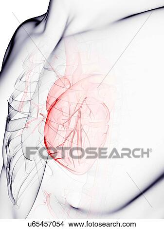 Coronary arteries, artwork View Large Illustration Stock Illustration - Coronary arteries, artwork. Fotosearch